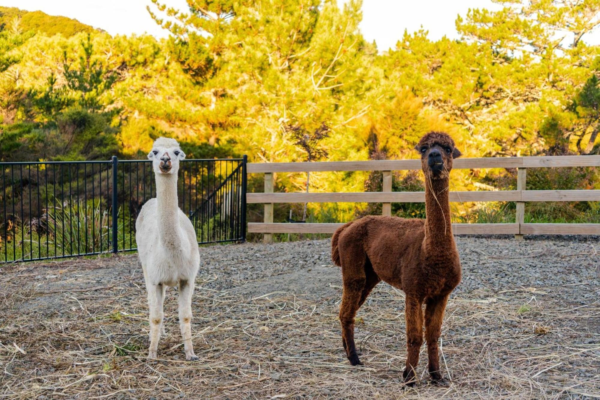 Alpaca Manor Auckland Exterior foto