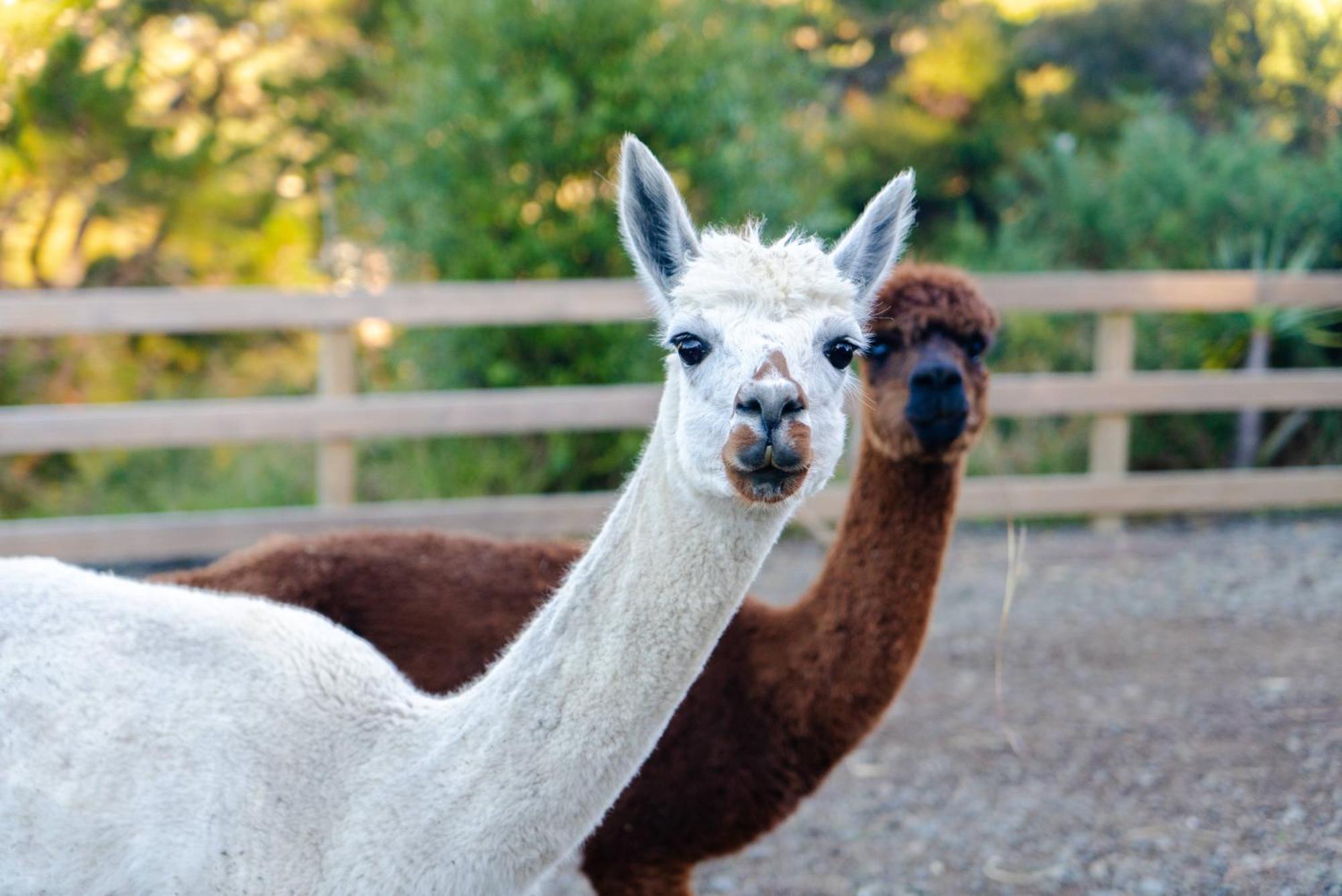 Alpaca Manor Auckland Exterior foto