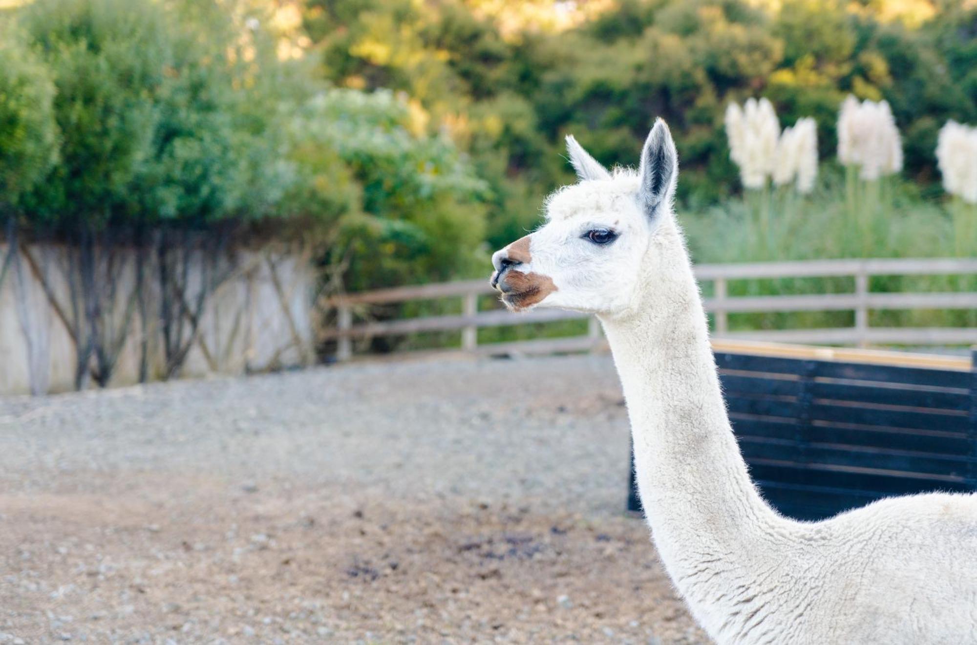 Alpaca Manor Auckland Exterior foto