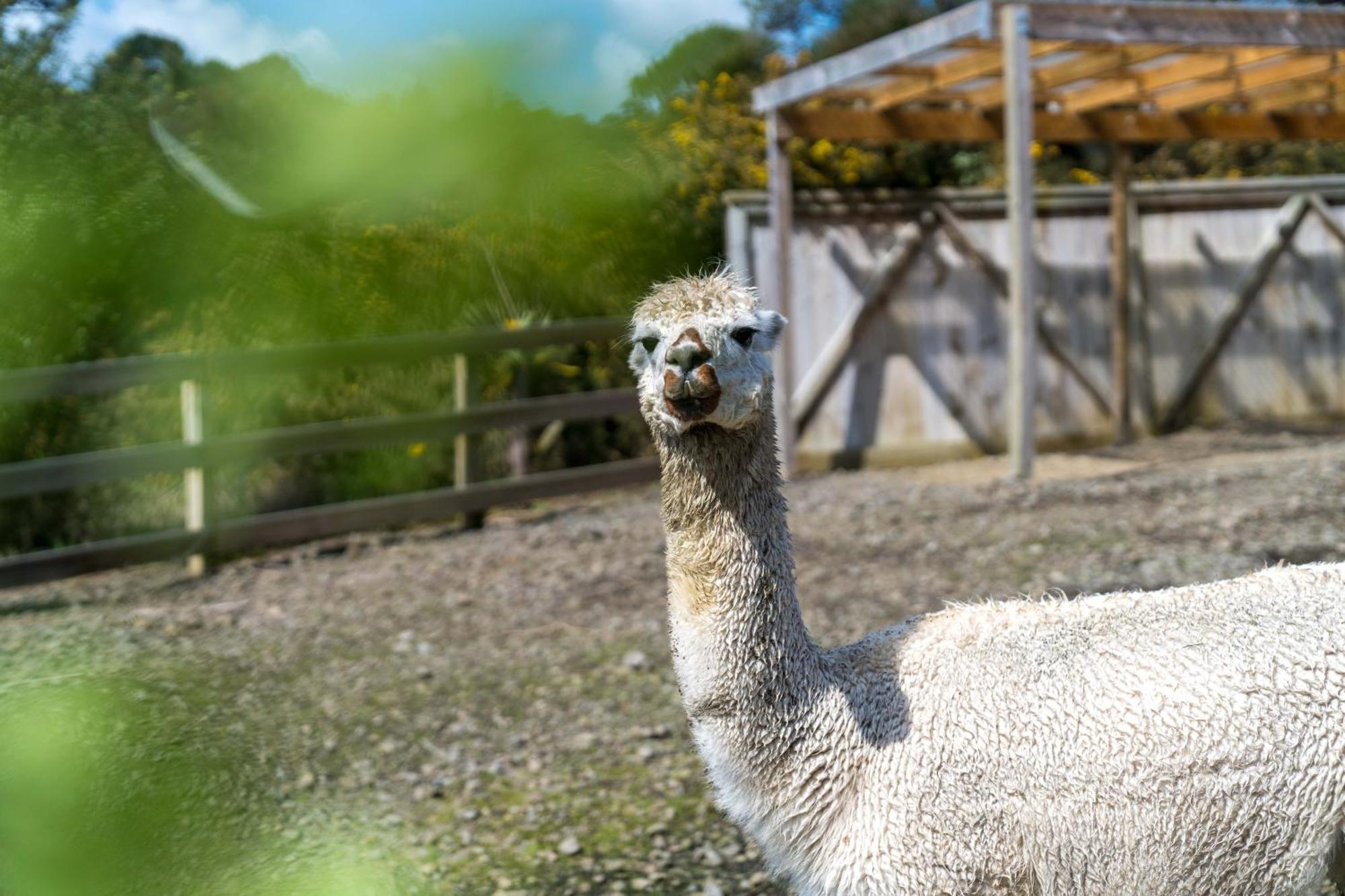 Alpaca Manor Auckland Exterior foto